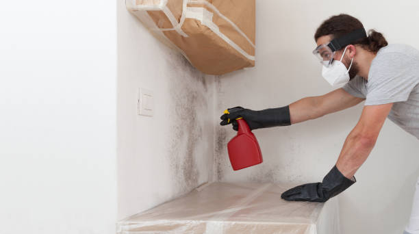 Professional Black Mold Removal technician working in Alum Bank, PA