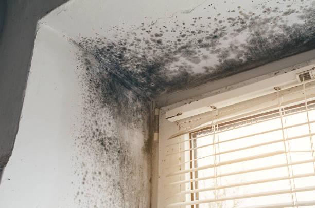 Trusted Basement Mold Remediation service in Alum Bank, PA - Cheap Mold Removal